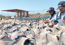 Perú incautó 1,3 toneladas de aletas de tiburón en Tumbes