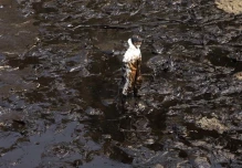 Perú: Tras 4 años del derrame en las costas, pescadores piden “sanar el mar”