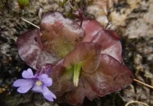 2 nuevas especies de plantas insectívoras fueron descritas en Zamora y Loja