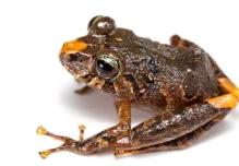 6 nuevas especies de ranas fueron descubiertas en los Llanganates y Sangay