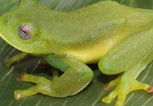 2 nuevas especies de ranas de cristal en los Andes fueron descritas