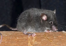 Dos especies de ratón fueron bautizadas con nombres de Carapaz y Dajomes