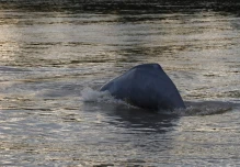 "La declaración para conservar delfines de río es un punto de inflexión"