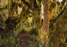 Hallan osos andinos, especie en extinción, cerca a zona ganadera en Tungurahua
