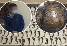 Un ciudadano chino fue detenido en Guayaquil con 213 caballitos de mar