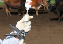 La primera fase de vacunación contra la fiebre aftosa iniciará en mayo