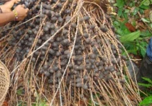 Bebidas ancestrales se preparan con la unguragua 