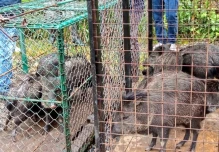 Zamora: 14 saínos fueron liberados en Podocarpus