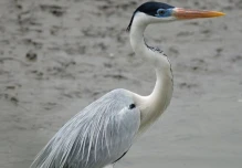 En Cuyabeno, habita la garza más grande de Sudamérica 