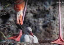 Los flamingos vuelven a anidar 20 años después en la isla Rábida