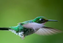 Especie de planta que atrae a colibríes fue descubierta en el Chocó Andino