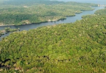Los peces de la Amazonía brasileña están contaminados con mercurio