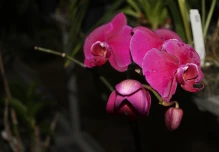 Orquídeas, un tesoro escondido en la Amazonía ecuatoriana 
