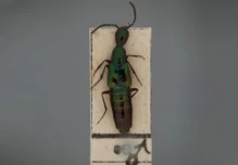 5 especies de escarabajos fueron descubiertas en los Andes
