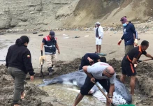 Rescatistas y voluntarios ayudan a ballena varada en Anconcito