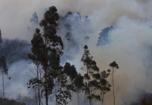 Logran extinguir un incendio forestal en la Reserva Ecológica Antisana