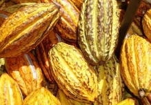 Agroexportaciones: Ecuador compite, pero con desventaja