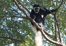 Los bosques tropicales están cambiando su temperatura