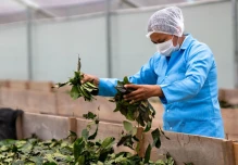 Ecuador oficializa subpartida arancelaria para la guayusa amazónica