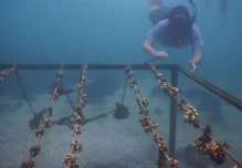 4.600 corales fueron trasplantados en Galápagos para restaurar arrecifes