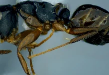 Estudio registra 4 especies de abejas de las orquídeas