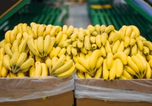El volumen de las exportaciones de banano de Ecuador creció el 1,77 % en primer trimestre