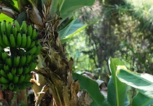 Escasez de plátano verde golpea los mercados ecuatorianos