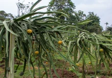 Palora ha sido clave en el boom de la pitahaya