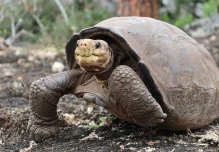 Expedición científica buscará parientes de Fernanda, la tortuga de Galápagos que se creía extinta
