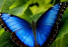 Disminución de mariposas en Cuyabeno preocupa