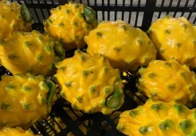 200 hectáreas de Palora se han registrado para exportar pitahaya a China