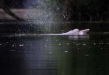Delfín Rosado del Amazonas entra en la lista roja de la UICN; se encuentra en peligro de extinción 