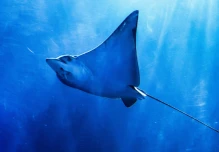 Las mantarrayas son investigadas en Galápagos