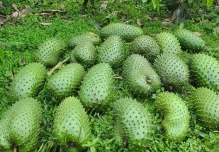Napo y Pastaza se suman al mercado de la guanábana