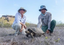 Reintroducen 158 tortugas gigantes en Floreana tras más de un siglo de ausencia