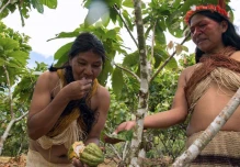El cacao, la figura principal de la Amazonía