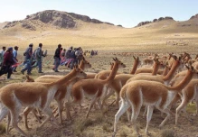 Perú aprobó ley para usar inteligencia artificial en la protección de vicuñas