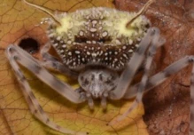 Nueva especie de araña amazónica sorprende por imitar a hongos que matan arácnidos