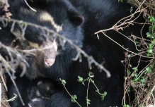 Detectan enfermedades y lesiones en osos andinos silvestres de Ecuador