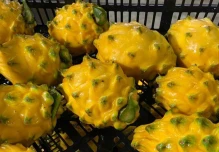 La pitahaya, el primer producto ecuatoriano que se estrena con el TLC con China