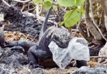 Documental revela imágenes desgarradoras de la contaminación por plásticos en Galápagos
