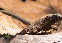 Una nueva especie de lagarto espinoso neotropical fue descrita en Imbabura y Carchi