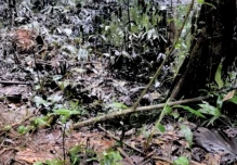 Sucumbíos: reportan nuevo derrame de petróleo en la comunidad Tigre Playa