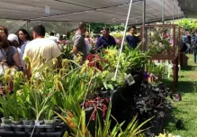 Una exposición de orquídeas se lleva a cabo en Uzhupud Garden