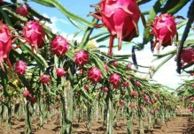 Perú impulsa con luces LED la producción anual de pitahaya