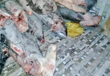 Sea Shepherd y Fiscalía firman acuerdo para combatir pesca ilegal en Ecuador