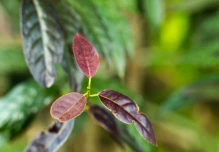 La Amazonía ecuatoriana es una farmacia de plantas medicinales