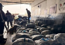 Detectan envío ilegal de casi 22 mil aletas de tiburón desde Guayaquil hacia Asia