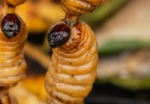 Los chontacuros o mayones, un tesoro culinario de Ecuador