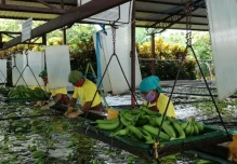 El banano ecuatoriano crece sobre el 10 % pero más en los mercados emergentes